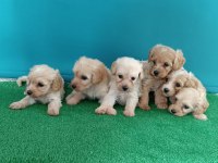 Maltipoo dişi erkek