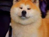 Beyaz Japon Akita Inu Yavrulari İstanbul