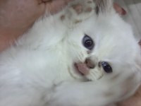 Oyuncu British Shorthair