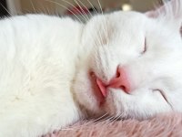 VAN KEDİMİZE ÇOK ACİL YUVA ARIYORUZ