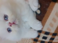 Safkan iran kedisi yavru