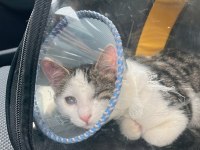 KEDİMİZ ÇIRPIK YUVA ARIYOR
