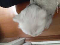 Çok güzel scottish fold kızımız için yuva arıyoruz