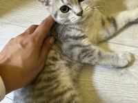 26 Nisan Doğumlu Scottish Fold Bebekler