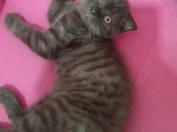 Scottish Fold nadir renk