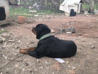 Damızlık Erkek ve Dişi Rottweiler ve Yavrular