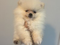 Pomeranian bebek köpekler