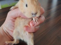 Peruvan ginepig yavrularımız