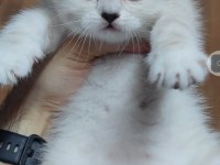 British shorthair kedisi