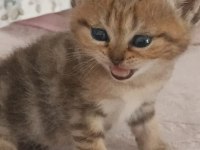 British Shorthair Tabby Cinsi Safkan