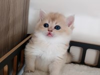Çok yakışıklı bir erkek kedimiz