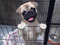 Muhteşem Pug Mops Yavru Köpekler