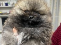 50 günlük teddy bear pomeranian