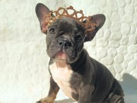 French Bulldog ile Farklı Bağlar Kurabilirsiniz