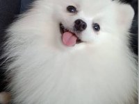 Aşılı bakımlı spitz yavru