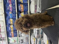 Gerçek toy poodle garanti üst düzey yavrular
