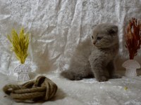 Dikkat Çekici Güzellikte Scottish Fold Yavrumuz