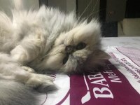 Chinchilla Dişi Kedimiz