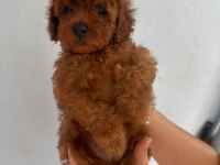 Yok böyle bir poodle