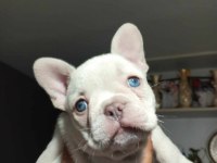 2 buçuk aylık erkek platinium french bulldog
