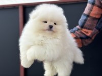 Tea cup sçr li pomeranian yavrular petmode den