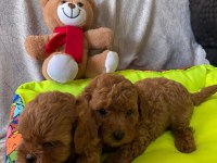 Toy poodle bebekler