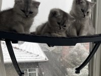 Tatlı british shorthair bebeklere tatlı yuva