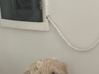 2 aylık Orjinal Maltipoo 0 Numara