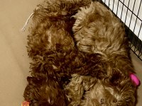 A KALİTE MALTİPOO