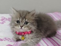Safkan british shorthair blue golden minnaklarım