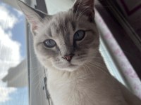 british shorthair kedim evde bebek olduğu için koydum