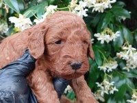 SİYAH İNCİ IRK VE SAĞLIK GARANTİ TOY POODLE BEBEKLER