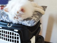 EXOTİC SHORTHAİR KEDİMİ SAHİPLENDİRMEK İSTİYORUM