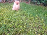 1 Erkek 2 Dişi Pomeranian Boo Yavrular