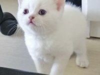 Safkan british shorthair mavi gözlü yavrular
