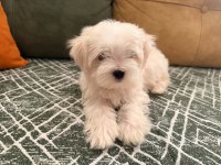 Kore Maltese Bebekler