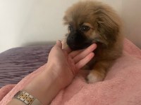 3 buçuk aylık pekinez