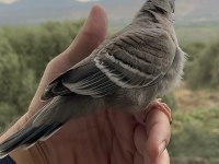 Crested pigeon (Avustralya kumrusu)