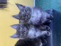 Safkan Main coon yavrular