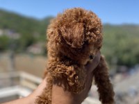 Kore orjinal teacup poodle