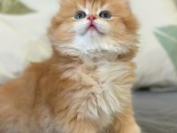 Sevecen Sarı Uzun Tüylü Ny12 British Longhair