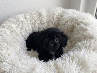 Black maltipoo
