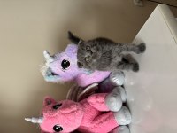 Scottish Fold Yavrular