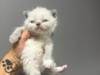 2 aylık british shorthair yavrularım