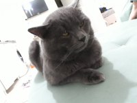 British shorthair