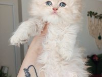 British Longhair golden erkekler