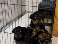 Hazır rottweiler bebekler