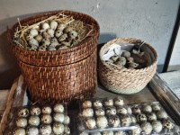 Teksas bıldırcın yumurtası