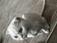 Acil sahiplendirilecek scottish fold