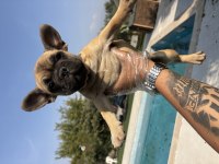 Özel Görünümlü French Bulldog Yavruları